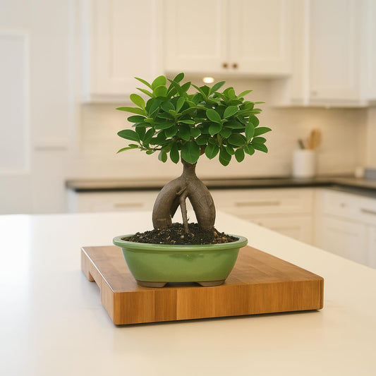 BloomsyBox - Ginseng Grafted Ficus: Natural Plant | Aesthetic Appeal, Air Purifying Plant, Long-Lasting, Low Maintenance Care, Desk Decoration - Flower Delivery, Birthday Flowers, Anniversary Flowers