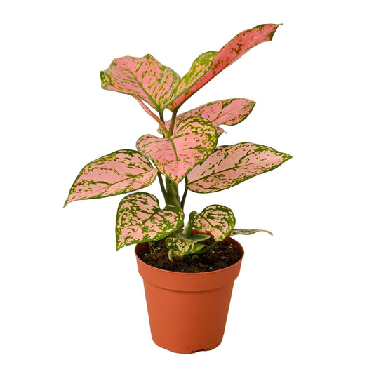 Chinese Evergreen 'Lady Valentine' | Live Plant for Indoor & Outdoor | for Living Room, Office, Bathroom | (4" Pot)