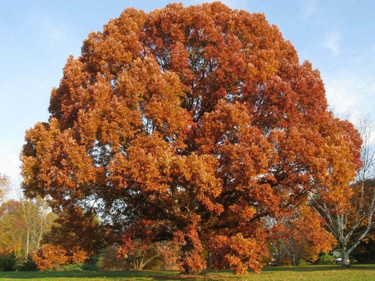 Live Plant - 2 White Oak Trees - Live Potted Plants - 12-18" Tall Seedlings - 4" Pots