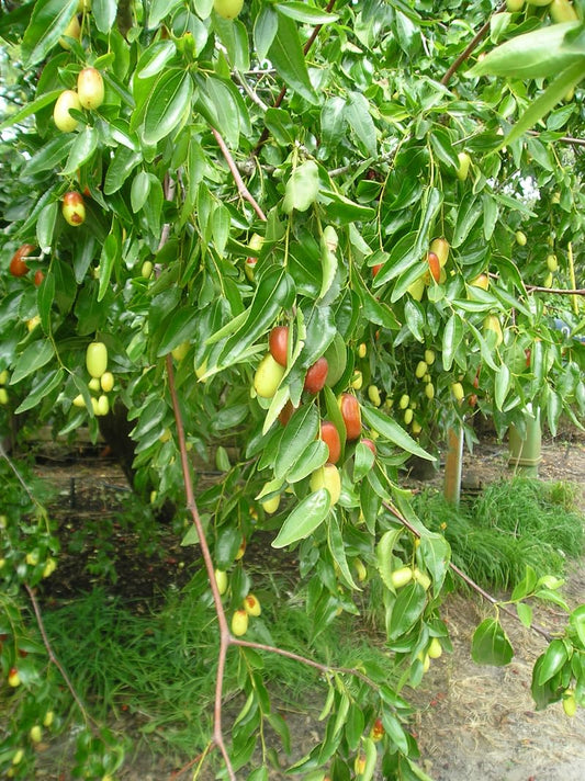 20 Pcs Indian Jujube Tree Seeds (Ziziphus Jujuba) for Planting – Fruit Seeds for Home Garden, Terrace Garden, Outdoor Pots, and Backyard Growing
