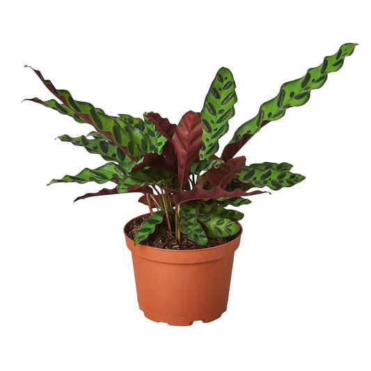 Calathea Lancifolia 'Rattlesnake' | Live Plant for Indoor & Outdoor | for Living Room, Office, Bathroom | (6" Pot)