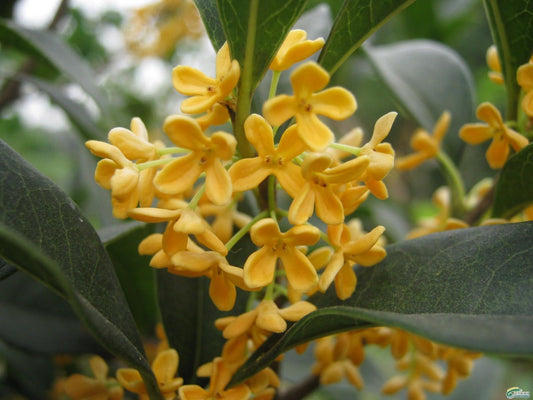 Live Plant - Yellow Flowering Fragrant Tea Olive - Osmanthus - Live Plant - (1 Qt)