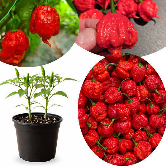 Live Carolina Reaper Pepper Plant in 4 Inch Pot, 4–7 Inch Tall Seedling, Hot Chili Pepper Plant for Garden or Container Growing