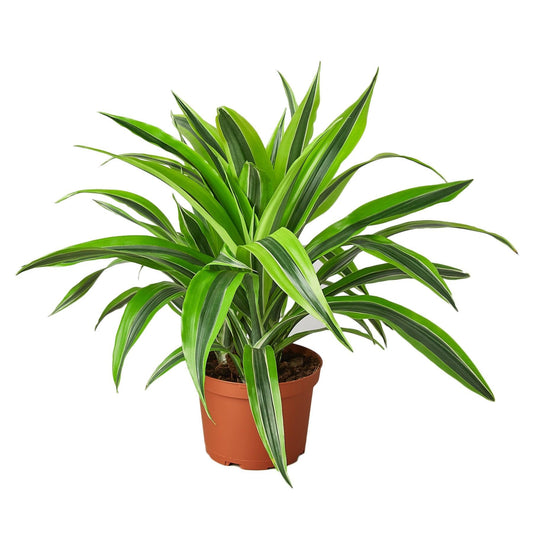 Dracaena Deremensis 'Lemon Surprise' | Live Plant for Indoor & Outdoor | for Living Room, Office, Bathroom | (6" Pot)