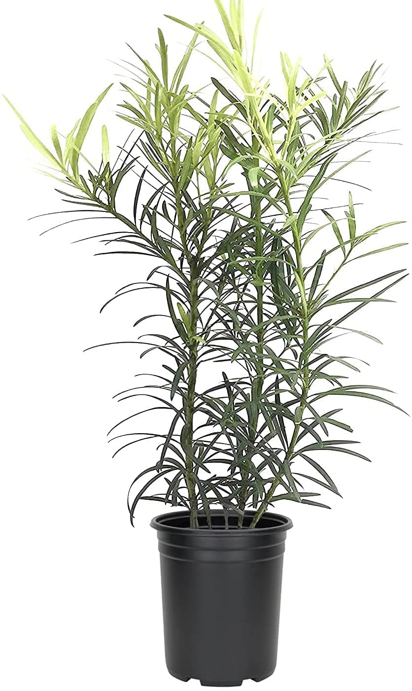 Podocarpus Macrophyllus | 5 Live 4 Inch Pots | Japanese Yew | Low Maintenance Evergreen Privacy Hedge Plants