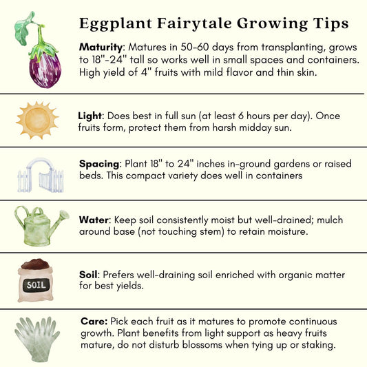 Clovers Garden Eggplant Fairytale Plants - Two (2) Live Plants – Non-GMO - Not Seeds - Each 4" to 8" Tall – in 4" Inch Pots -Striped Lavender-White Fruit, High-Yield