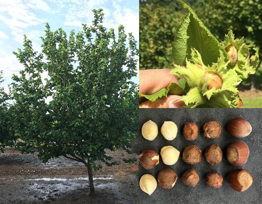 Hazelnut Tree - Produces Nuts - Live Plant Shipped 3 Feet Tall by DAS Farms