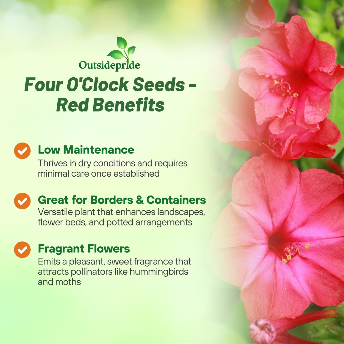 Outsidepride Red Four O'clock Flower Seeds - 1/4 lb Perennial Fragrant, Trumpet-Shaped Blooms, Deer-Proof & Easy to Grow, for Pollinator & Evening Gardens, Containers, Hedges, or Borders