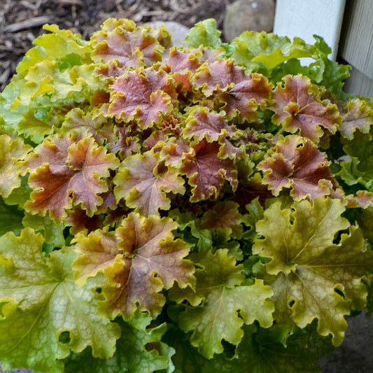 Live Plant from Green Promise Farms - Proven Winners, Heuchera Dolce 'Apple Twist' Coral Bells, Lime Green Foliage Flowers - #1 Gallon Size Container
