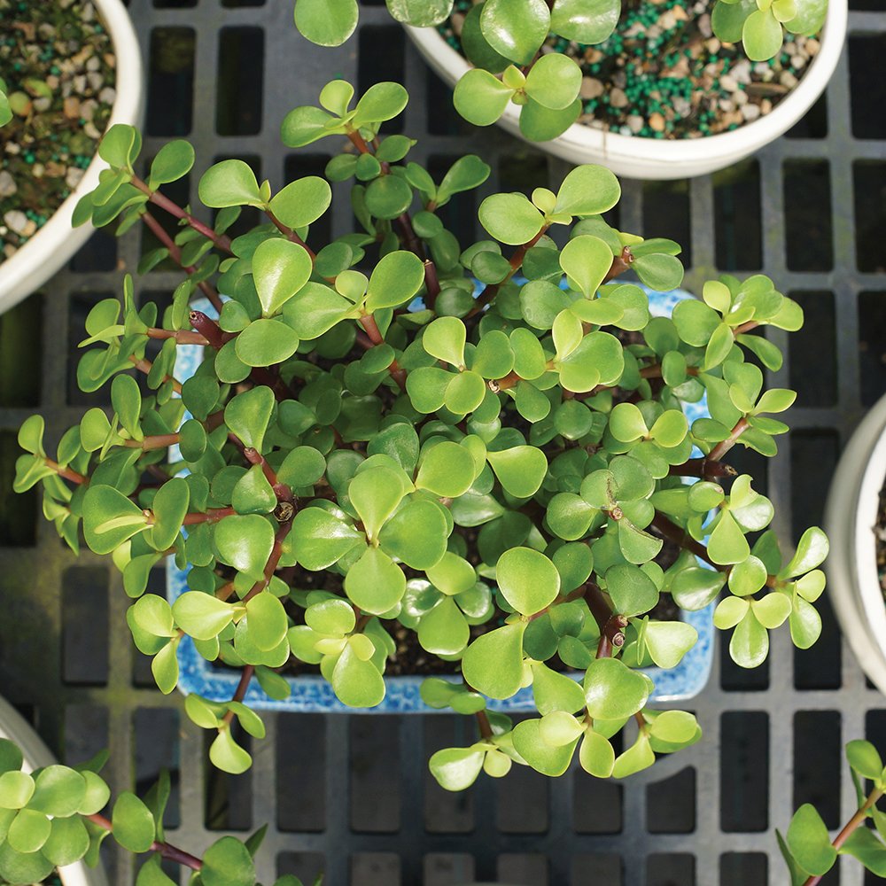 Brussel's Bonsai - Live Dwarf Jade Bonsai Tree with Ceramic Bonsai Pot & Humidity Tray, Indoor Bonsai Plant, 3 Years Old, 5-8 Inches Tall, Easy Care Houseplant for Home or Office (Small, Green)