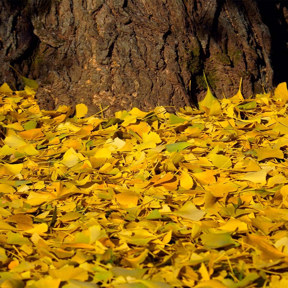 Brighter Blooms - Ginkgo Tree, 3-4 ft. - No Shipping to AK, AZ, HI, OR