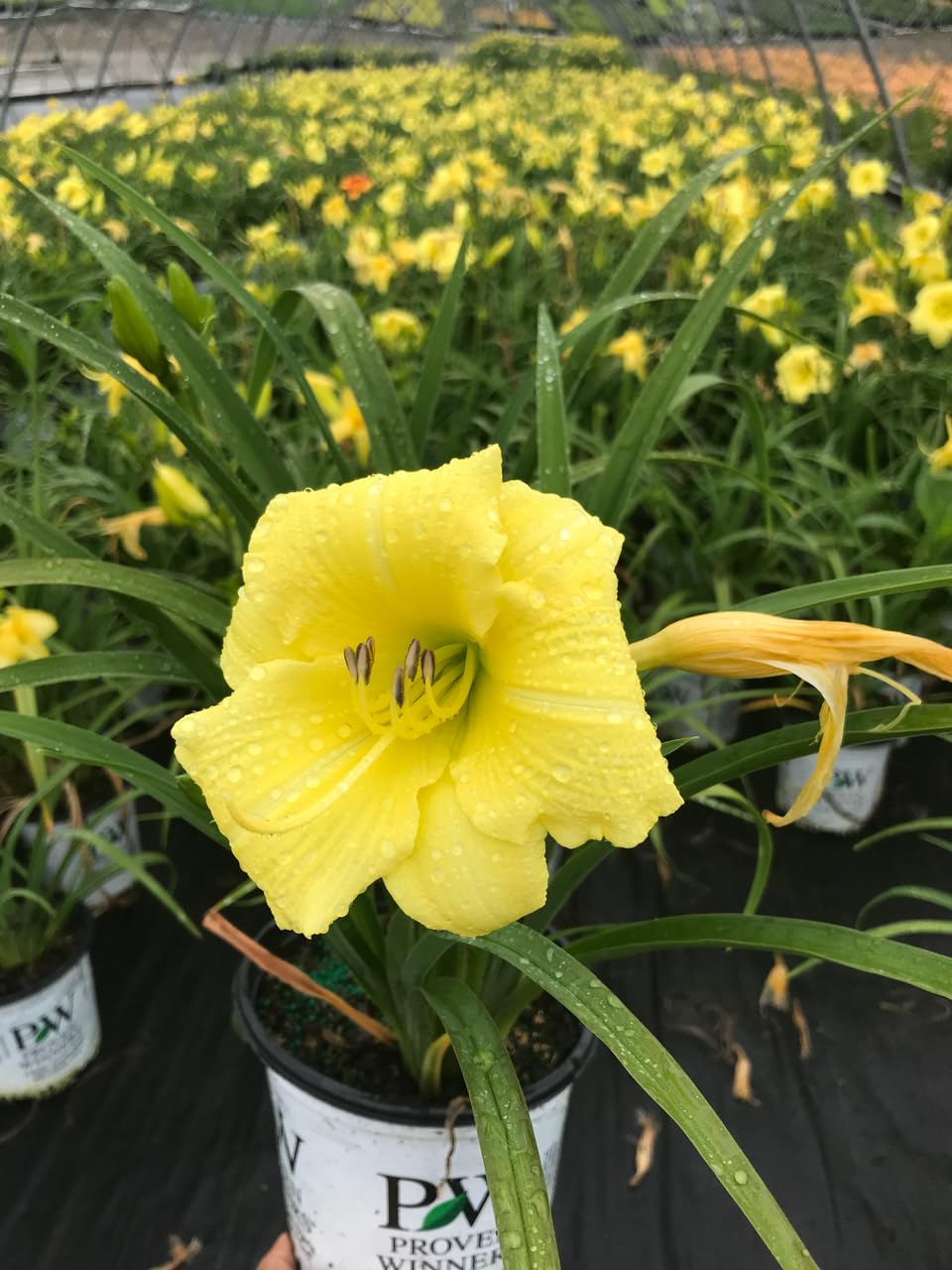 Live Plant from Green Promise Farms - Proven Winners, Hemerocallis Rainbow Rhythm 'Going Bananas' Daylily, Yellow Flowers - #1 Gallon Size Container