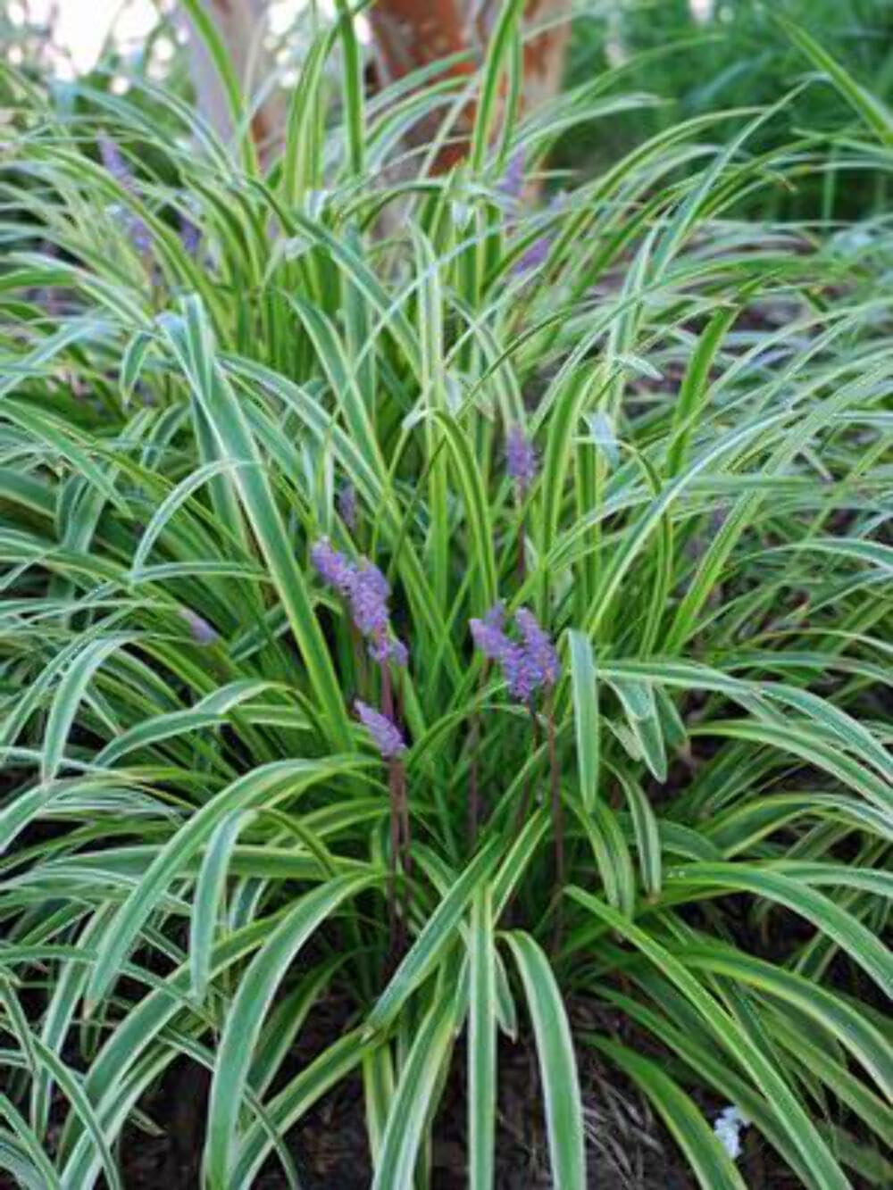 Perennial Farm Liriope M. 'Variegata' (Variegated Lilyturf) – Ornamental Grass in 4 Inch Pot, Lilac-Purple Flower Spikes, Variegated Green & Cream Foliage, Shade Tolerant, Great for Borders & Edging