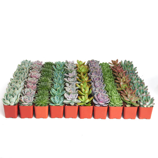 Shop Succulents Rosette Succulent Plant Pack Bulk Collection - Live Mini Succulent Plants, Low Maintenance, Floral Shaped Mix of Colors & Textures - Wedding and Party Favors, Gift & Garden, Pack of 32
