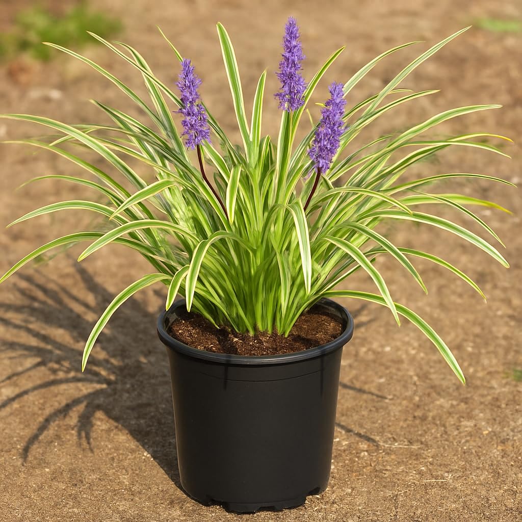 Perennial Farm Liriope M. 'Variegata' (Variegated Lilyturf) – Ornamental Grass in 4 Inch Pot, Lilac-Purple Flower Spikes, Variegated Green & Cream Foliage, Shade Tolerant, Great for Borders & Edging