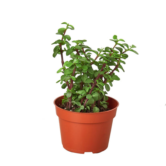 Succulent 'Elephant Bush' | Live Plant for Indoor & Outdoor | for Living Room, Office, Bathroom | (4" Pot)