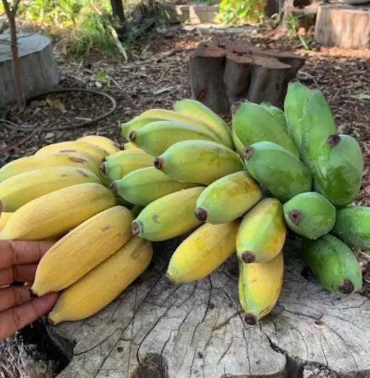 Live Plant - Gold Finger Musa Banana Tree-Small Well Rooted Starter Plant