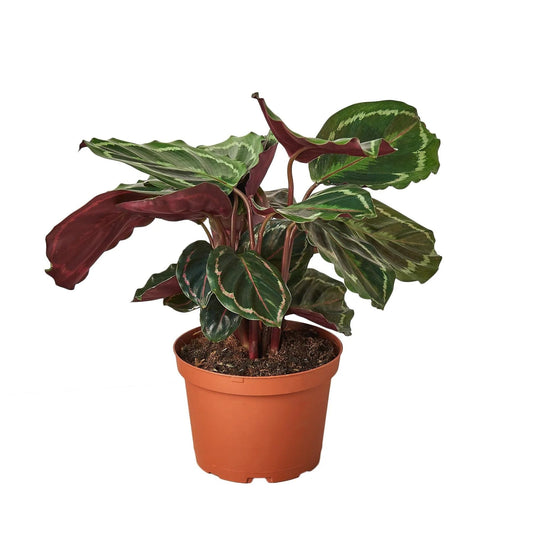 Calathea Roseopicta 'Medallion' | Live Plant for Indoor & Outdoor | for Living Room, Office, Bathroom | (6" Pot)