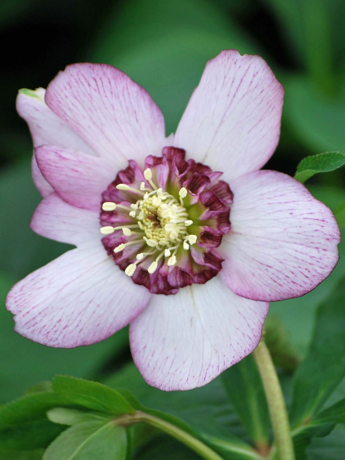 Perennial Farm Marketplace Helleborus x Winter Jewels 'Cherry Blossom' (Lenten Rose) Perennial, 1 Quart, Red Flowers