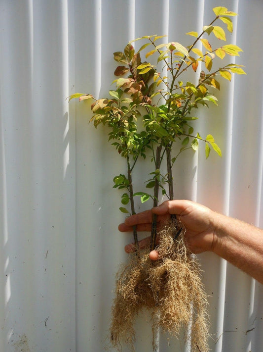 Live Plant - Dwarf Burning Bush/Shrub - Live Plant - Bare Root - 6-12" Tall - Euonymus alatus