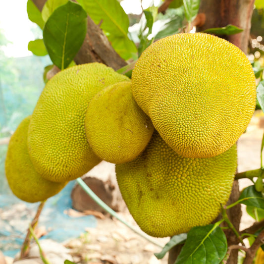 15 Jackfruit Seeds for Planting Home Garden, Tropical Jackfruit Tree Seeds to Grow