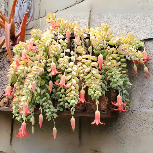 Cotyledon Pendens Succulent Plant Live – 6 Inc Pot | Indoor Trailing Houseplant | Well Rooted Easy to Care