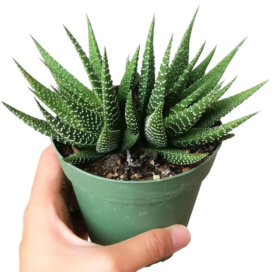 Haworthia Zebra Spiky Succulent Plant with Care Guide - Best Indoor Plants - Easy to Grow Succulents - Gift Ideas for Plant Lover - Low Light Succulents (4 inch)
