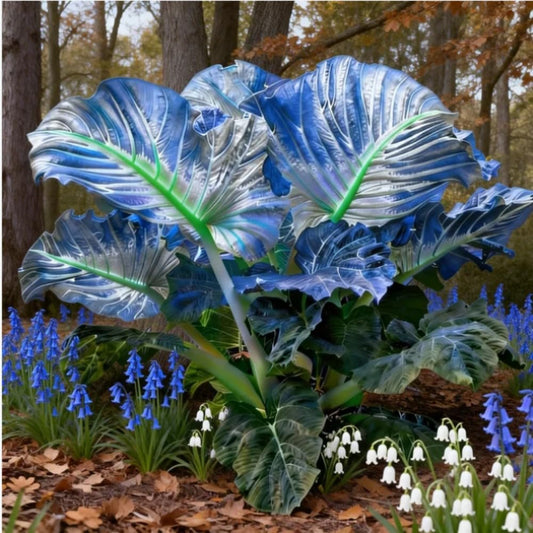 FERIWOY Elephant Ear Bulb Starter for Tropical Garden Display and Visual Depth