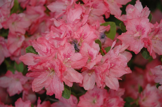 Live Plant - Hampton Beauty - Azalea Rhododendron Deciduous Starter Plant