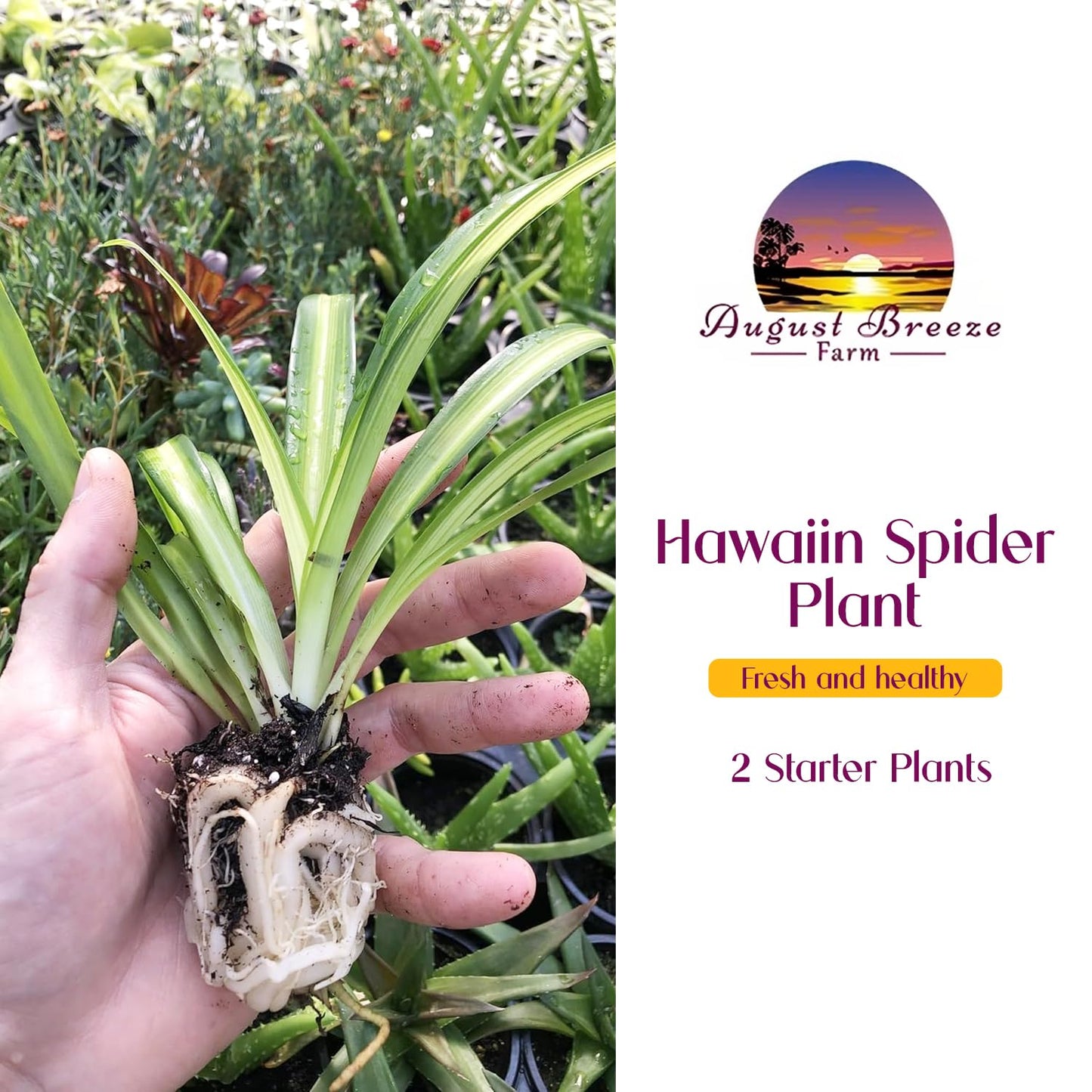 Hawaiian Spider Plants - 3 Live Starter Plants for Home & Office Decor - Air Purifying Rare Houseplants with White & Green Striped Foliage - Easy to Grow Indoor & Garden Plant