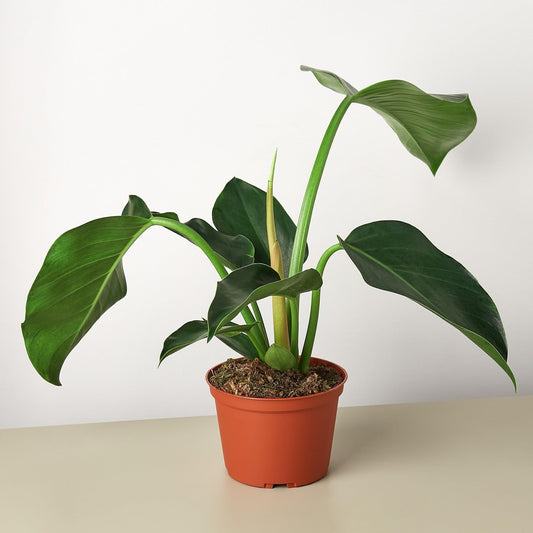 Philodendron 'Congo Green' | Live Plant for Indoor & Outdoor | for Living Room, Office, Bathroom | (6" Pot)
