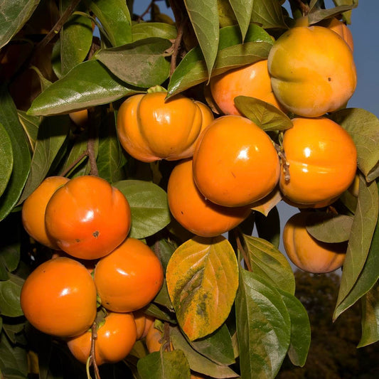 GURNEY'S - Fuyu Imoto Persimmon Diosypros Dormant Bare Root Starter Fruit Tree - Due to resctrictions Can't Ship to California