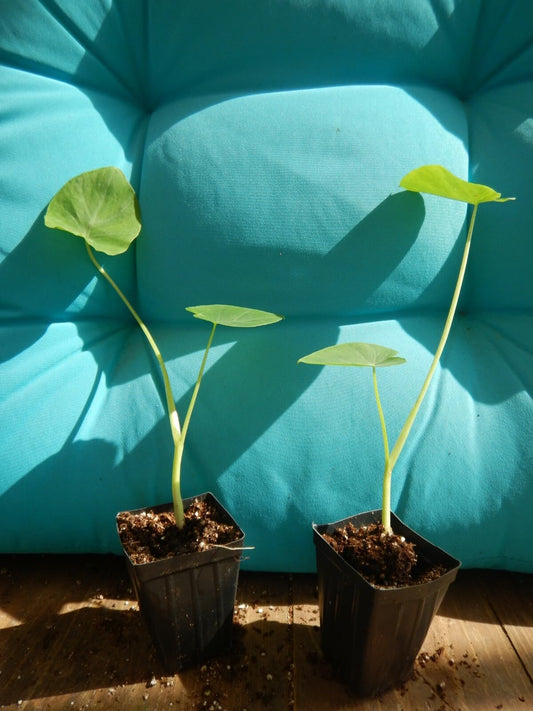Live Plant - Jacks Giant Elephant Ear Colocasia Esculenta Starter Plant