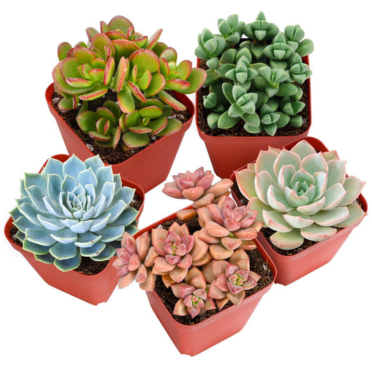Sprout N Green Live Succulent Plants, 5 Pack Assorted Succulents Potted in 2" Starter Pot with Soil Mix, Rare Small Indoor House Plants for Home Garden Wedding Decor Party Favor DIY Projects