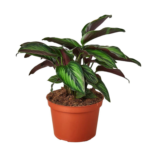 Calathea 'Beauty Star' | Live Plant for Indoor & Outdoor | for Living Room, Office, Bathroom | (6" Pot)