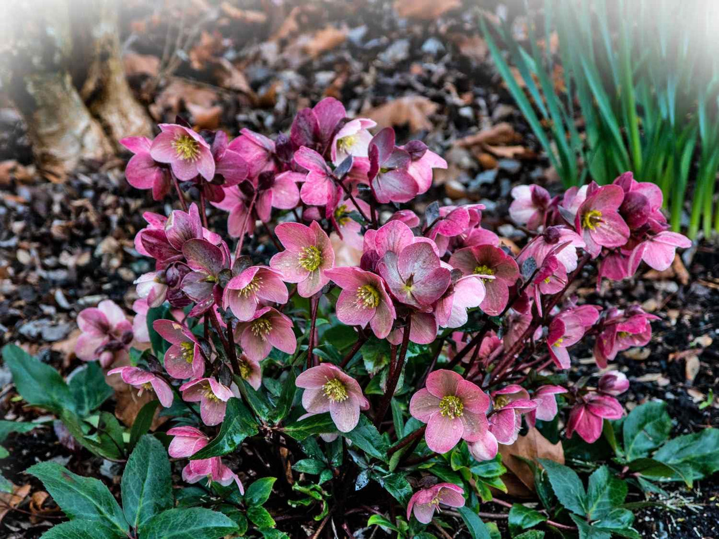 100 Pcs Mixed Helleborus Flower Seeds, Perennial Winter-Blooming Seeds for Planting, Hardy Shade-Loving Flowers for Gardens, Borders, Containers & Year-Round Decorative Landscaping