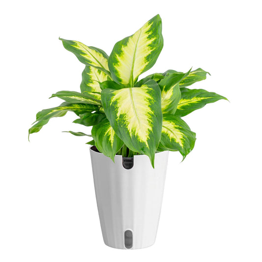 Costa Farms Dieffenbachia Live Indoor Plant, Easy to Grow Houseplant, Potted in Indoors Garden Nursery Plant Pot, Potting Soil Mix, Grower's Choice, Home and Office Plants Decor, 1 Foot Tall