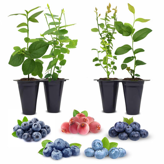 Blueberry Plants Collection (4 Pack) Edible Fruit Plant from Our Optimal Picks | Easy to Grow Plants for Sustainable Living | Grow Your own Food on Your Edible Organic Garden | Live for Planting |