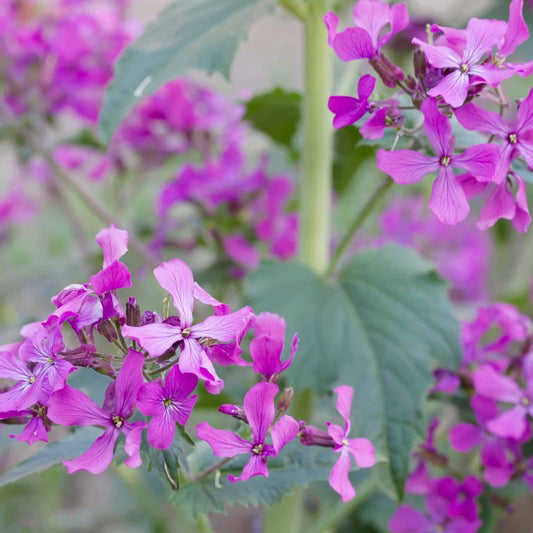 Money Plant Lunaria 4 Oz Seeds Non-GMO Biennial Silver Dollar Plant Lavender Blooms & Translucent Coin-Shaped Seed Pods 2nd Year Maturity Reseeding Full Sun to Part Shade for Zones 410