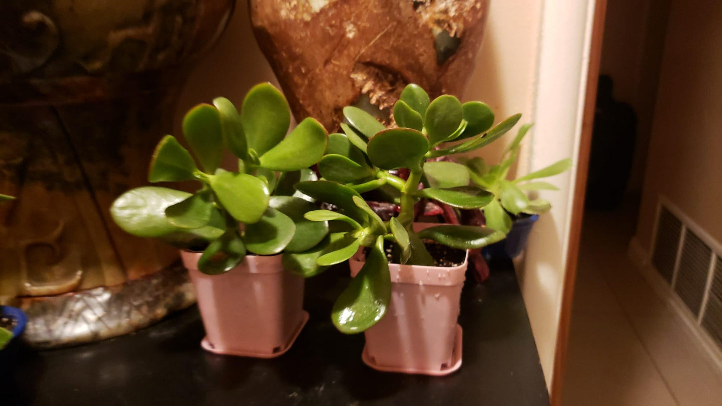 2 Live Jade Plants in 3" Pots, Indoor Succulent House Plants, Small Decorative Potted Crassula Ovata for Home and Office. 5" Jade Plant. Easy to Maintain.