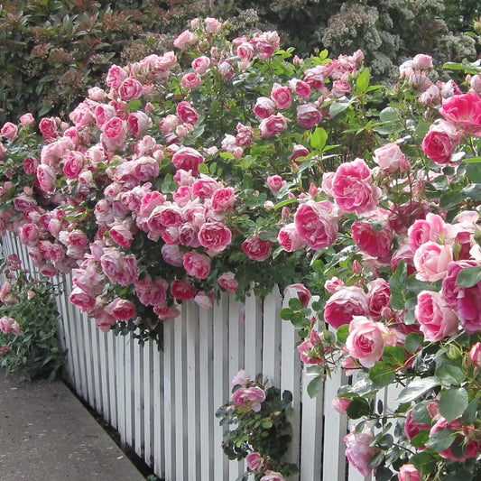 Heirloom Roses Rose Plant - Carefree Wonder™ Pink Rose Bush, Landscape Live Plant for Planting Outdoors