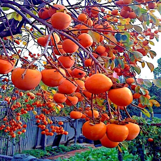 Mixrug 30+ Organic Fuyu Persimmon Seeds for Planting Outdoors,Diospyros Seeds Non-GMO Heirloom,Cold Hardy Fruit Tree Seed High Germination for Home Outdoor Garden