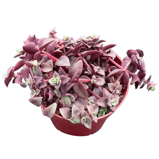 Sprout N Green Calico Kitten, Live Succulent Crassula Pellucida Variegata Fully Rooted in 4" Pot, Trailing Plant for Home Holiday Wedding Garden Hanging Decor, DIY Projects, Party Favor