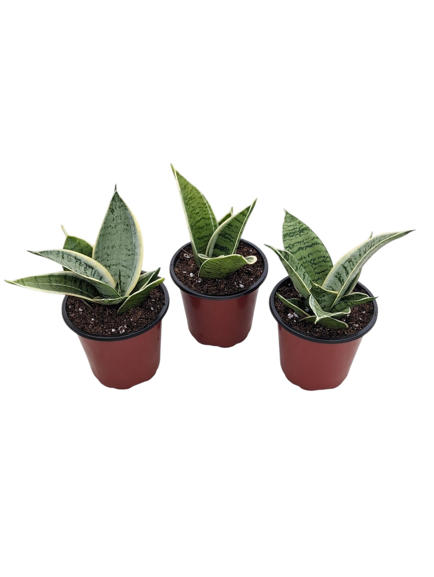 Starlight Snake Plant, Live Indoor Houseplant in 4 Inch Pots, Easy Care Natural Home Decor, 3 Pack