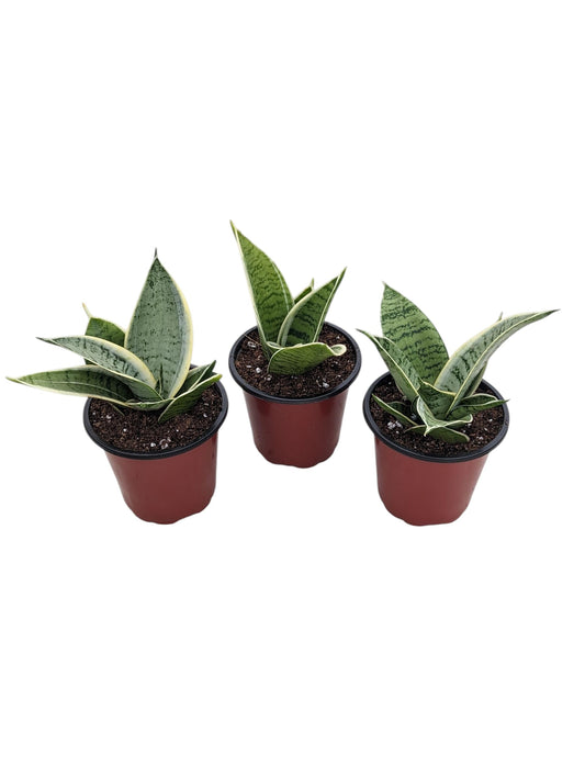 Starlight Snake Plant, Live Indoor Houseplant in 4 Inch Pots, Easy Care Natural Home Decor, 3 Pack
