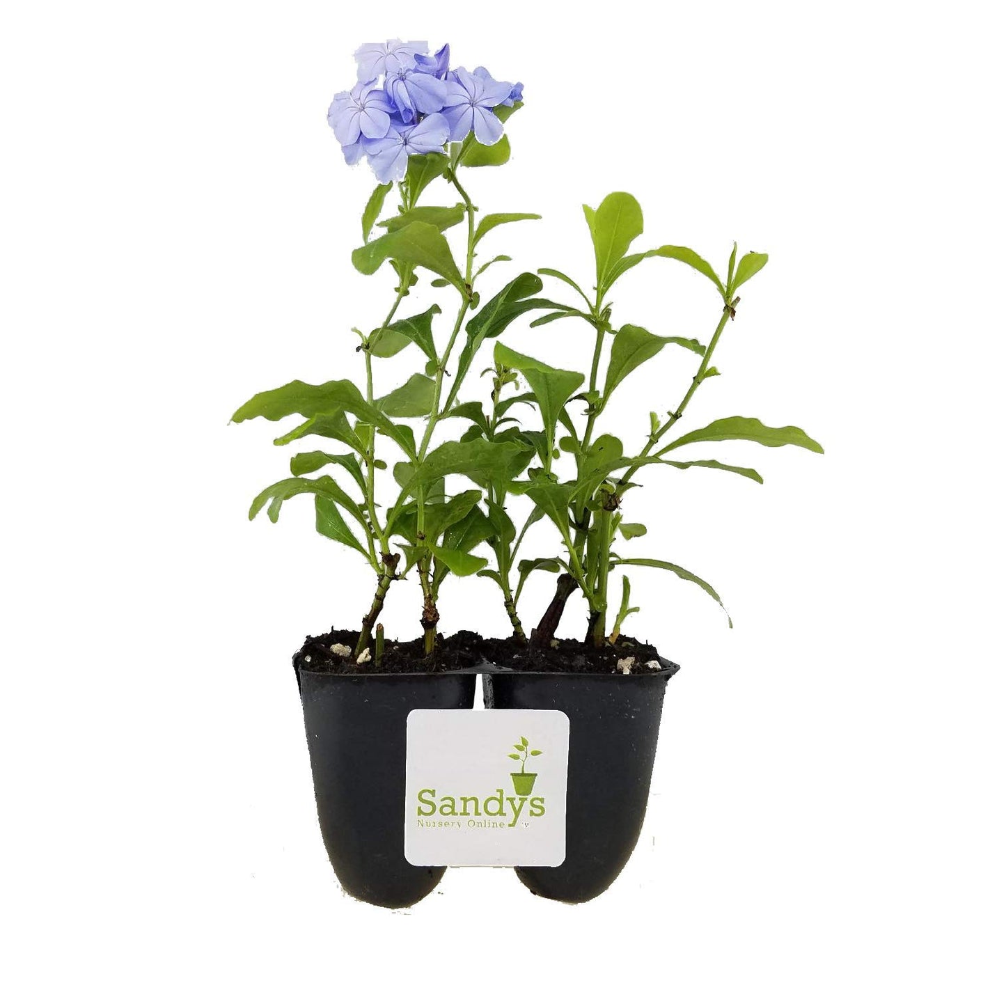 Sandys Nursery Online Plumbago Auriculata Perennial Shrub, Imperial Blue Flower, Lot of 2 Starter Plants
