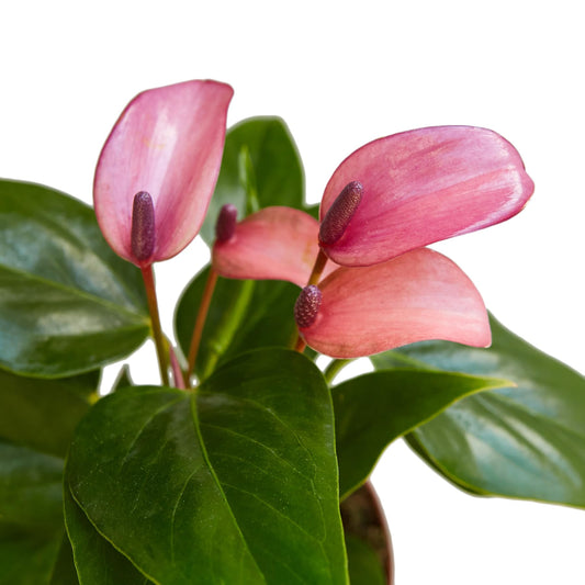 Anthurium Purple Andraeanum - Exquisite Indoor Plant with Long-Lasting Blooms and Lush Foliage & Glossy Purple Flowers - Easy-Care Indoor Plant - CA Seller - Air Purifying Plant (Small Plant, 4" Pot)