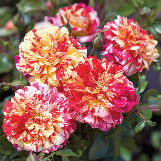 Heirloom Roses Rose Plant - All-American Magic™ Multi Colored Rose Bush, Live Grandiflora Rose Plant for Planting Outdoor