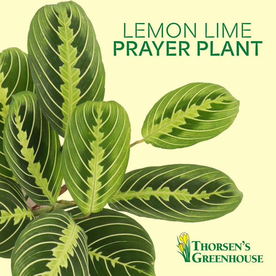 Thorsen's Greenhouse Lemon Lime Prayer Plant, Live Indoor Plant, Pet Friendly, Attractive Houseplant, Lemon Maranta, Natural Air Purifier, Easy to Grow, 4" Diameter Pot (Sage)