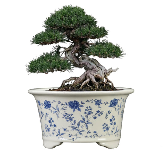 KyoYi Ceramic Planters & Bonsai Pots with Drainage, 6.69 Inch Round Blue and White Plant Pots for Succulents & Bonsai Tree, Vintage Indoor-Outdoor Small Plant Pot for Home Office Decor Gift